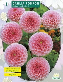 Dahlia Pompon Stolze of Berlin