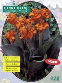 Canna bruinblad, Oranje