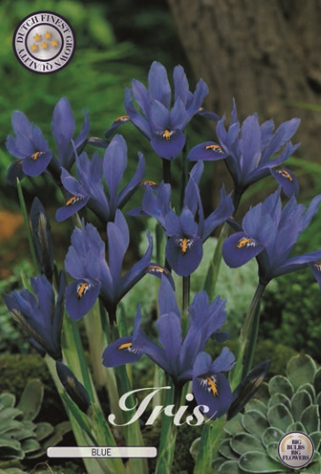 Iris Reticulata Blue