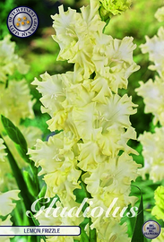 Gladiolus Lemon Frizzle