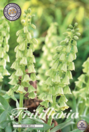 Fritillaria Ivory Bells