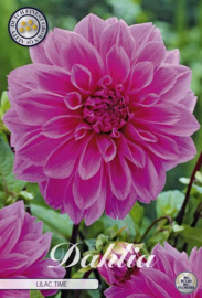 Dahlia Decoratief Lilac Time