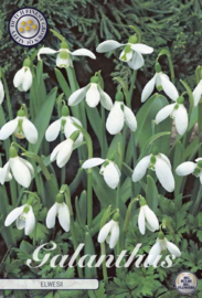Galanthus Elwesii