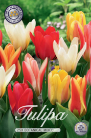 Tulipa Greiggi Mix