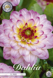 Dahlia Ball El Paso