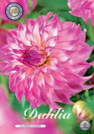 Dahlia Decoratief Colorado Classic