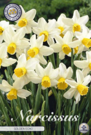 Narcis Jonquilla Golden Echo