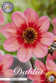 Dahlia Anemone Tricolore