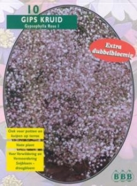 Gypsophilia Pan, Roze