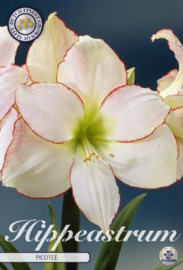 Amaryllis Picotee