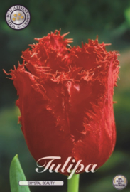 Tulipa Chrystal Beauty