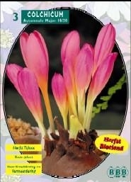 Colchicum Aut. Major