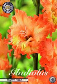 Gladiolus Princess Frizzle