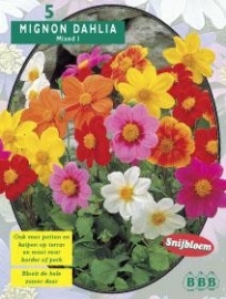 Dahlia Mignon Mix