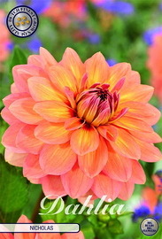 Dahlia Decoratief Nicholas