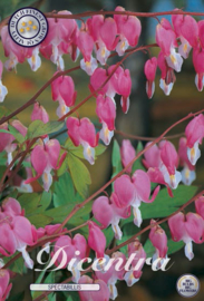 Dicentra Spectabilis Gebroken hartje