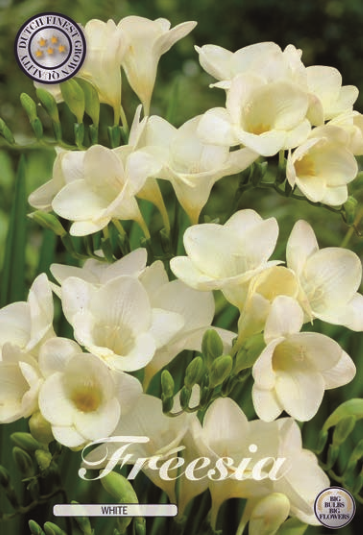 Freesia Single White