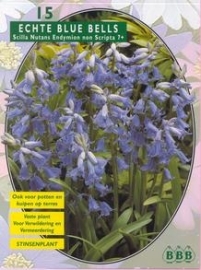 DE ECHTE BLUE BELLS Scilla Nutans Endymion non Scripta