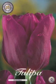 Tulipa Passionale