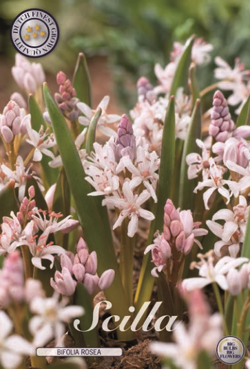 Scilla Bifolia Rosea