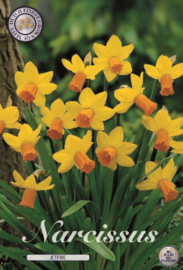 Narcis Mini Jetfire, Geel/Oranje