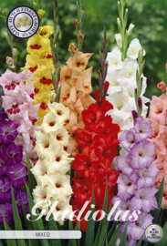 Gladiolus Mixed