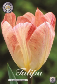 Tulipa Flaming Purissima