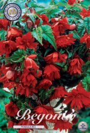 Begonia Pendula, Rood