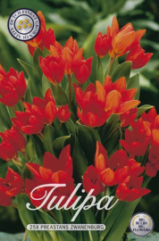 Tulipa Praestans Zwanenburg