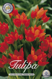 Tulipa Praestens Zwanenburg