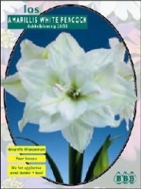 Amaryllis White Nympf Wit, dubbelbl.