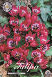 Mini WIld Tulipa Little Beauty