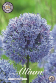 Allium Caeruleum