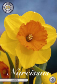 Narcis Trumpet Juanita