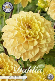 Dahlia Ball Yellow Don