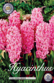 Hyacinth Fondante