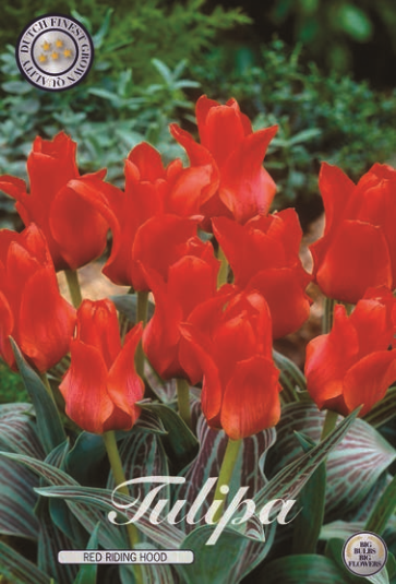 Tulipa Greigii Red Riding Hood