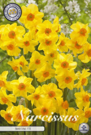 Narcis Tazetta Martinette