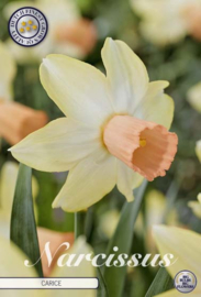 Narcis Cyclamineus Carise