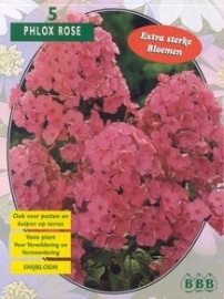 Phlox Rosa