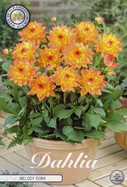 Dahlia Border Melody Dora