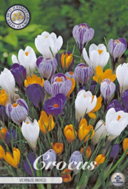 Crocus Grootbloemig, Mix