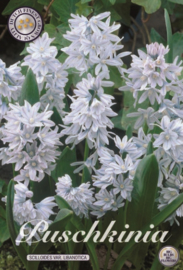 Puschkinia Scilloides var. Libanotica