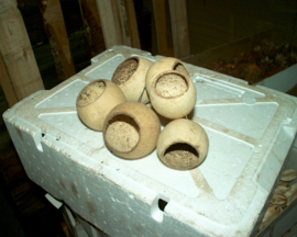 Bell Cup