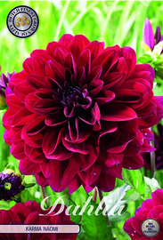 Dahlia Decoratief Karma Naomi