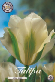 Tulipa Viridiflora Spring Green