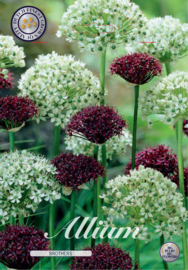 Allium Brother