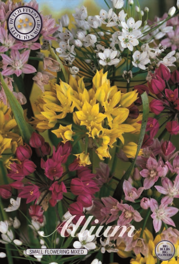 Allium Small flowering mix