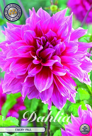 Dahlia Decoratief Emory Paul