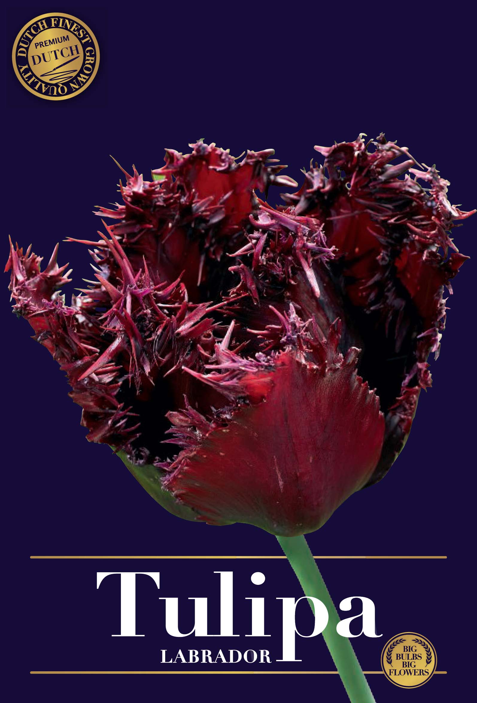 Tulipa Fringed Labrador